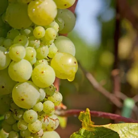 Pansion Marinka-bire